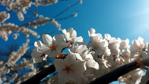 Close-up of white flowers blooming against blue sky