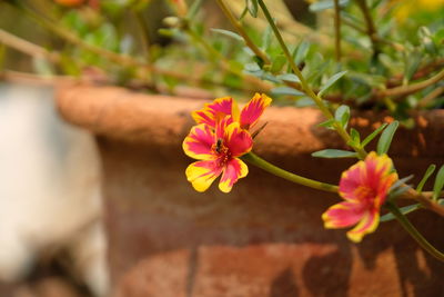 Close-up of pink flowering plant