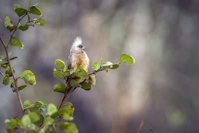 Close-up of bird perching on plant