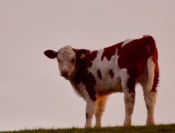 Sheep standing on field
