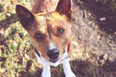 Close-up portrait of dog