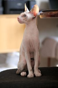 A photo of a cornish rex kitten sitting 