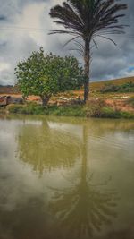 Palm trees on landscape against sky