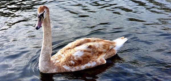 High angle view of swan swimming in lake