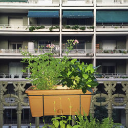 Plants in front of building