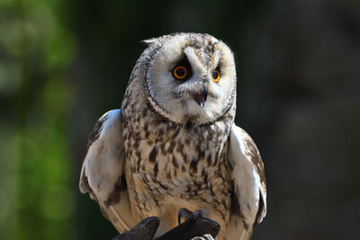 Close-up portrait of owl