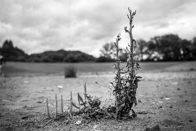 Close-up of plant on field against sky