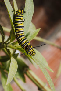 Close-up of insect on leaf