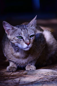 Close-up portrait of a cat