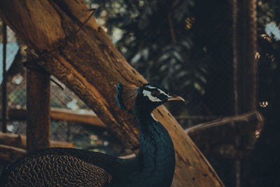 vertebrate