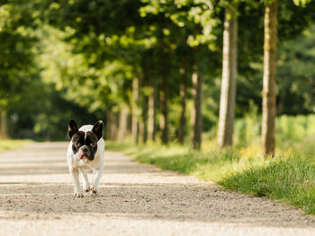 Portrait of dog on road