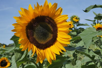 Close-up of sunflower