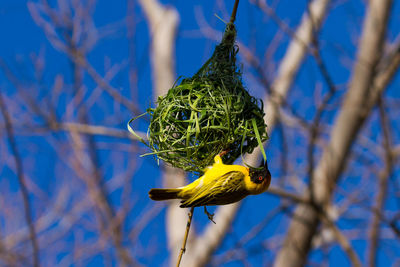 Close-up of bird perching on nest