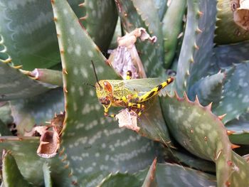Close-up of insect on plant