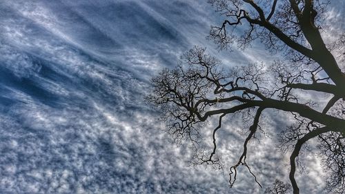 Low angle view of bare tree against sky