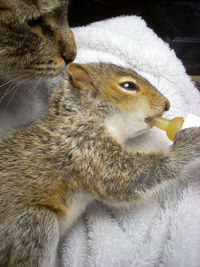 Close-up of squirrel eating food