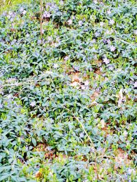 Full frame shot of plants on field