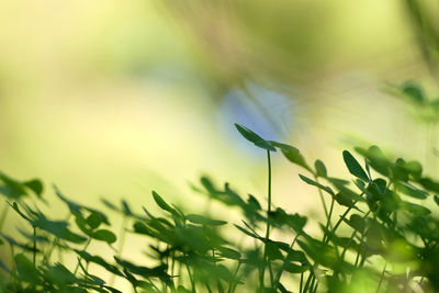 Close-up of flowering plant on field