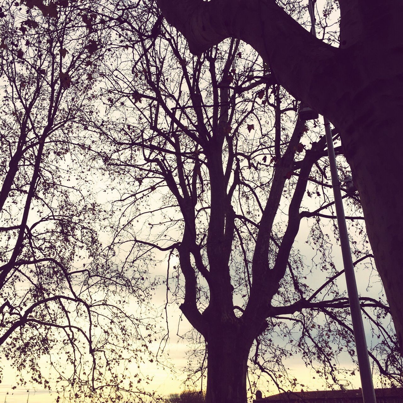 tree, bare tree, branch, silhouette, low angle view, tree trunk, tranquility, nature, sky, beauty in nature, scenics, tranquil scene, growth, no people, outdoors, clear sky, sunset, day, dusk, sunlight