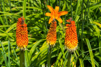 Close-up of orange flowers