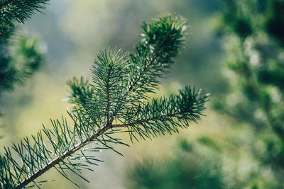 Close-up of pine tree