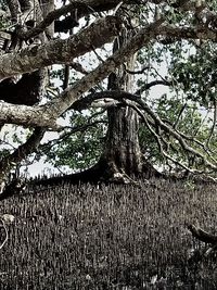 Low angle view of tree against sky