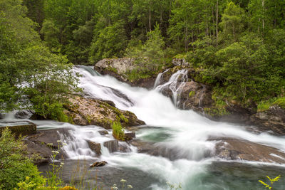 Scenic view of waterfall in forest