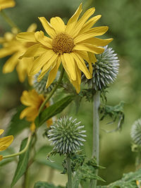 Close-up of yellow flowering plant