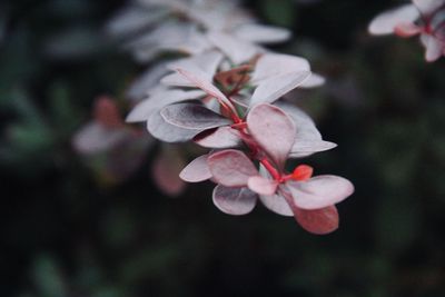 Close-up of pink flowering plant