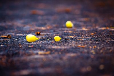 Close-up of yellow on table