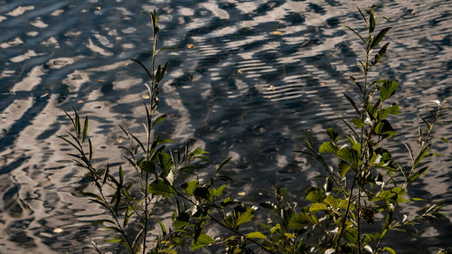 High angle view of plants growing in lake