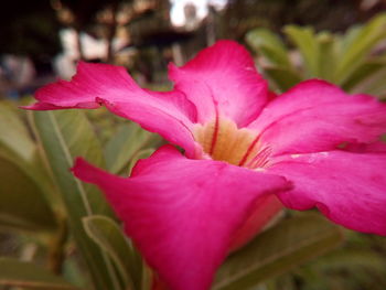 Close-up of pink day lily blooming outdoors