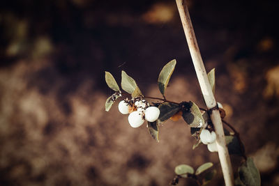 Ripe berries in autumn on a dark background