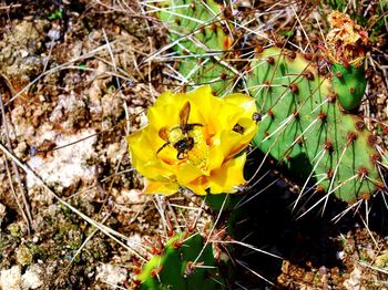 Close-up of yellow flower