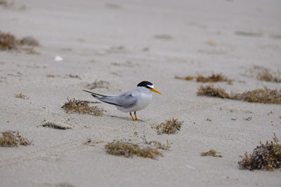 Seagull perching on sand at beach