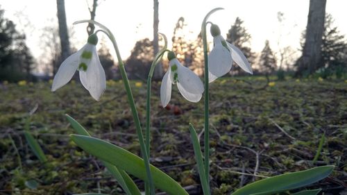 Close-up of flowers growing in field