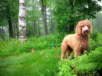 Goldendoodle on grassy field