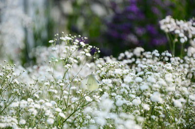 Close-up of white flowers