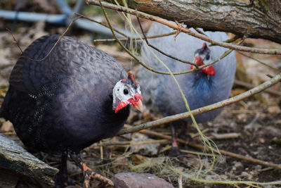 Close-up of birds perching on branch