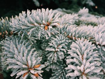 Close-up of pine cone on tree during winter