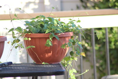 Close-up of potted plant on table