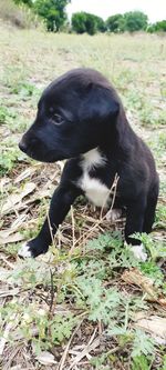 Black dog looking away