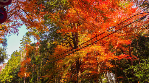 Low angle view of trees in forest during autumn