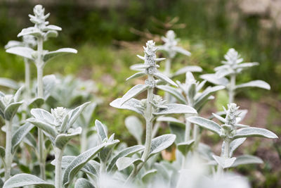 Close-up of white flowering plant