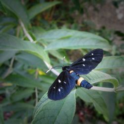 Close-up of butterfly on leaf