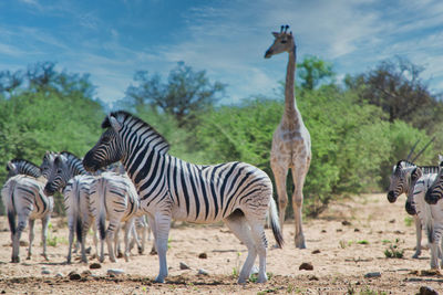 Zebras on a field