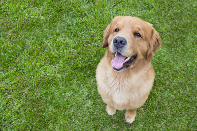 Portrait of dog sitting on grass