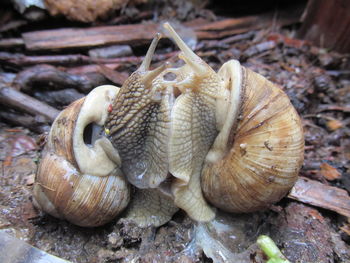 Close-up of snail