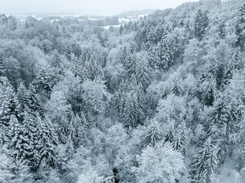 Scenic view of forest