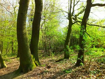 Trees in forest